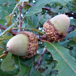 Quercus macrocarpa